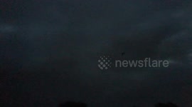 Bat flying round park early in morning