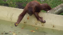 Orangutan youngster fishes autumn leaves from pond to eat