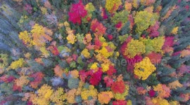 Gorgeous 4K drone footage of fall foliage in Newfoundland