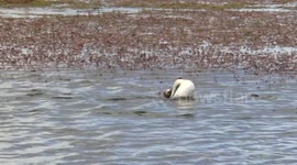 Amazing tango dancing birds: courtship dance of the hooded grebe