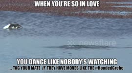 The hooded grebe - Dance like nobody's watching