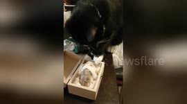 Cat says last goodbye to his hamster friend