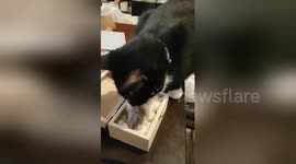 Cat says last goodbye to his hamster friend