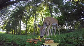 Wild Deer Caught On GoPro Eating Dinner