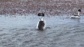 The headbanging mating ritual of one South America's rarest birds