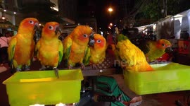 New bird on the block