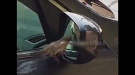 Little bird fighting his own reflection