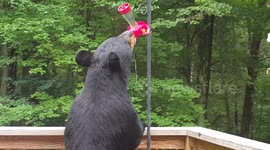 Black bear drinks from hummingbird feeder