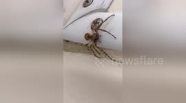 Newsflare Edit - Spider on the Boat