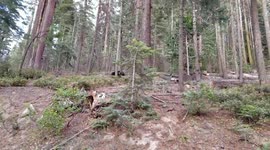 Yosemite Black Bear Sighting 8-6-17