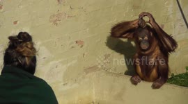 Orangutan youngster twirls her hair to copy carer