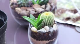 Succulent Planter Ideas - Growing your First Collection - Easy DIY by Warren Nash