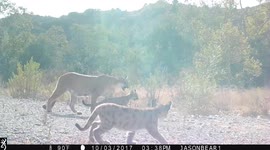 Rare footage captures mountain lion with two kittens.