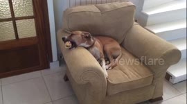 Dog, fast asleep, with apple.