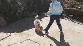 Husky puppy chewing little boy