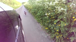 Mercedes VS Pheasant
