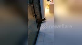 Dublin man frees fox trapped in his house