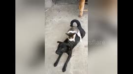 Cat gives dog a loving back massage