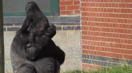 Baby gorilla desperate for a piggy back from its mother