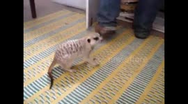 Barking Meerkat
