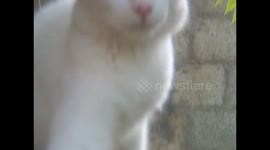 Cat has one brown, one blue eye