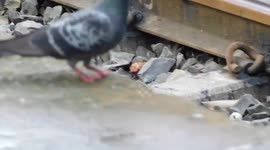 indian dove seeking for seed on a railway platform