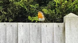 A Robin Singing Close Up