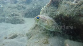 Puffer fish in Dominica