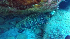 Sea turtle hiding underneath coral