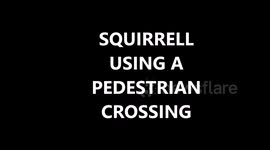 A SQUIRREL SAFELY CROSSES A BUSY ROAD USING A PEDESTRIAN CROSSING CAUGHT ON DASHCAMERA