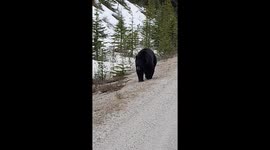 Black bear in Canada very close