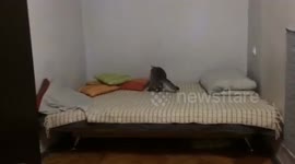 Crazy sport cat