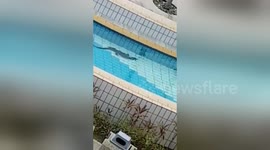 Monitor lizard goes for a dip in public swimming pool