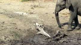 Curious elephant removes branch to discover water pipe in Kruger National Park