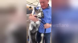 Husky is very excited to see dad again after six weeks