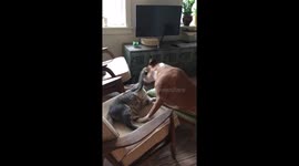 Boxer cat playing