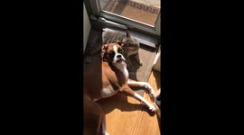 Boxer and cat love to sit in the sun