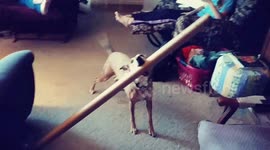 Dog finds a BIGGG stick