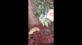 Beautiful Spider Grabs a Meal