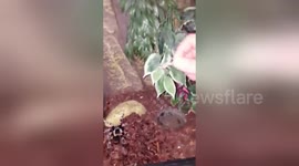 Newsflare Edit - Beautiful Spider Grabs a Meal