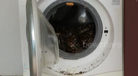 12ft long python caught hiding in a washing machine