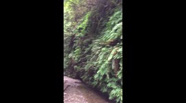 Beautiful Fern Canyon USA!