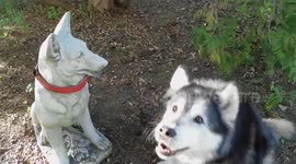 My Alaskan Malamutes reaction to a Dog Statue