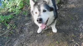 My Alaskan Malamute Pinga is all about treats