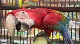 Meet Classic Pirate Parrot Rio