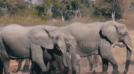 Herd Of Elephants Taking Dust Bath In Savuti Marsh Botswana
