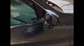 London sparrow filmed fighting its own reflection