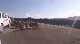 These scary Monkeys attack a pick-up !