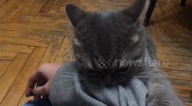 Hungry tender cat