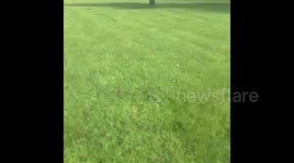Funny dog plays frisbee for 1st time